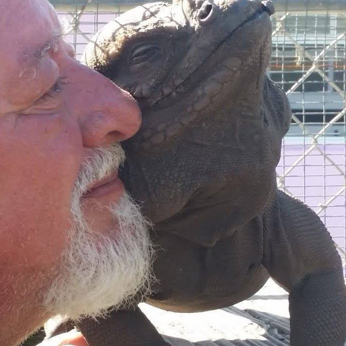 Tom Crutchfield with one of his iguanas
