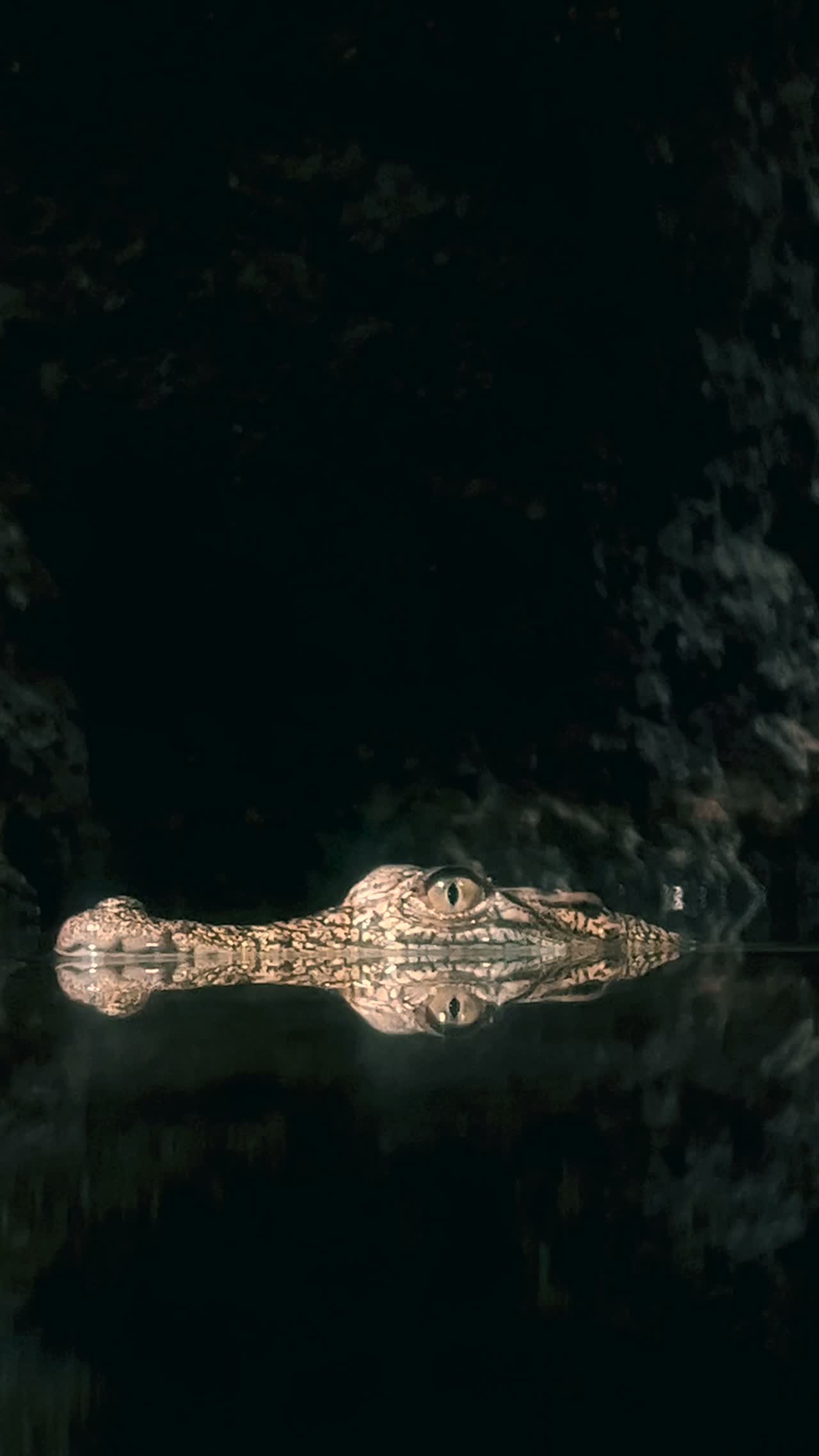 A saltwater crocodile barely visible in dark water